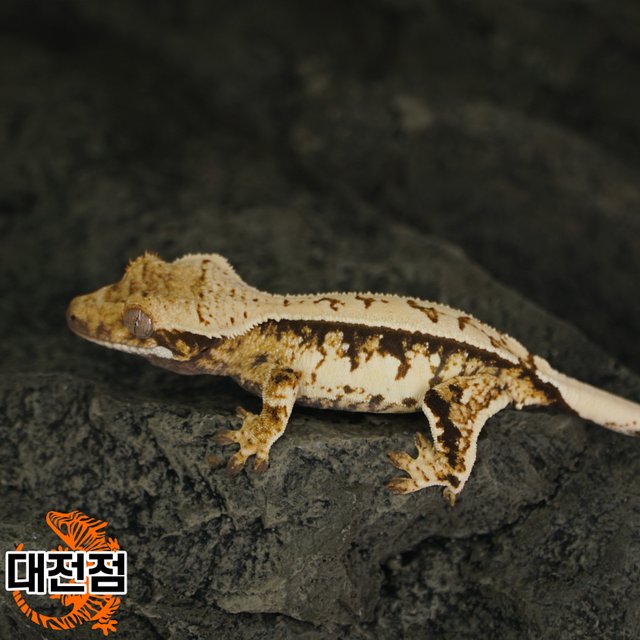 Normal Tri Quad White Crown White Porthole White Spot