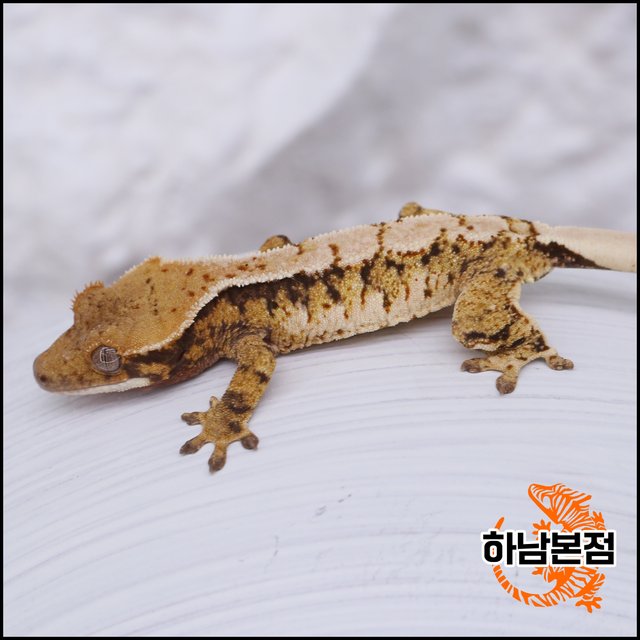 Tri Extreme Harlequin White Spot