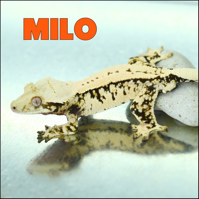 Tri Extreme Harlequin