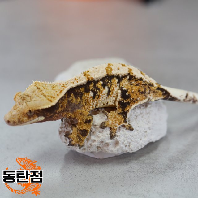 노멀 트라이 익스트림할리퀸 화이트스팟 텐저린