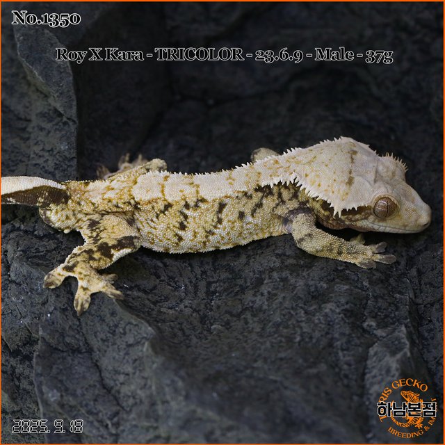 Tri Extreme Harlequin