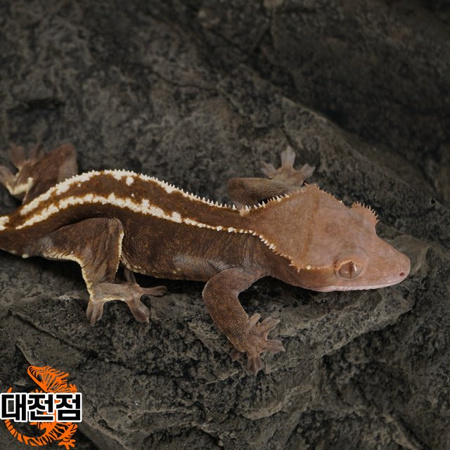 카푸치노 트라이