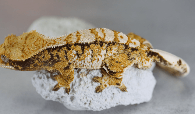 트라이 텐저린 익스트림할리퀸 노멀 화이트포트홀