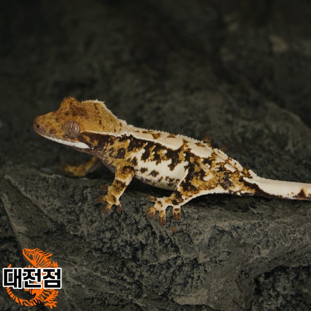 Normal Tri White Crown White Porthole White Spot Extreme Harlequin