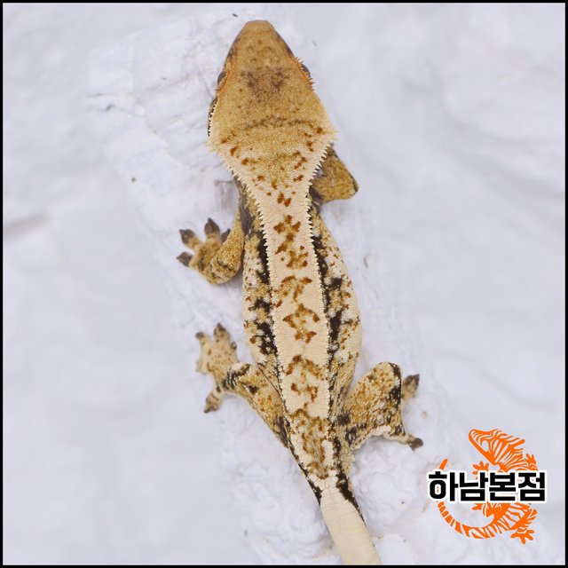 Tri Drippy White Spot Quad White Crown
