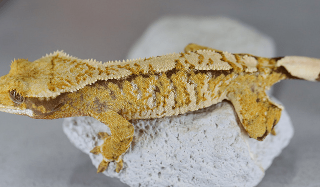 노멀 트라이 익스트림할리퀸 텐저린 화이트포트홀