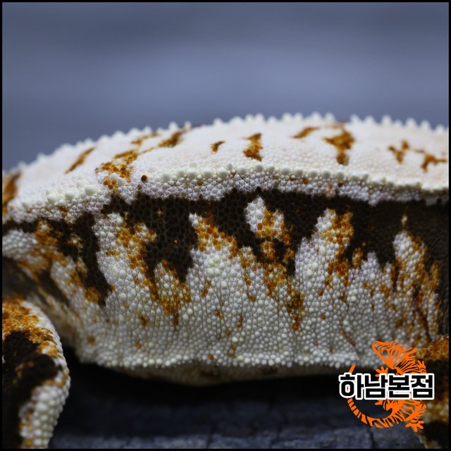 Tri Tangerine Drippy White Spot
