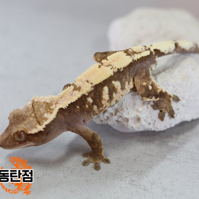 세이블 트라이 익스트림할리퀸 화이트스팟 화이트포트홀