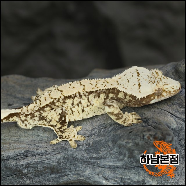 노멀 트라이 드리피 화이트스팟