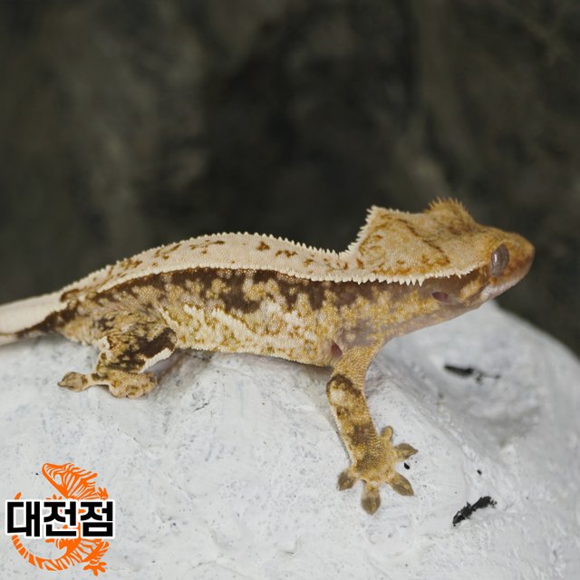 Normal Tri Quad Full Pinstripe Pinstripe