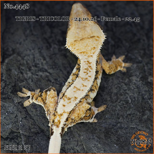 Tri Extreme Harlequin Drippy