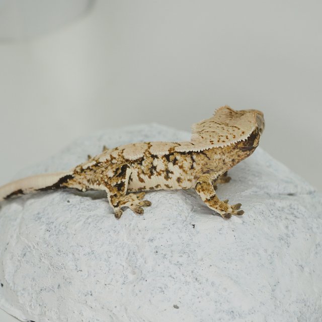 Extreme Harlequin Normal White Crown Tri White Spot White Porthole