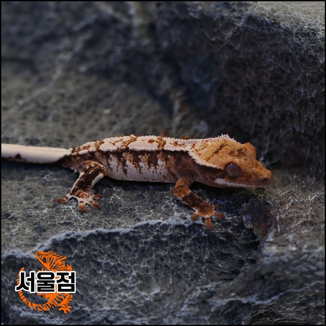 트라이 익스트림할리퀸 화이트스팟