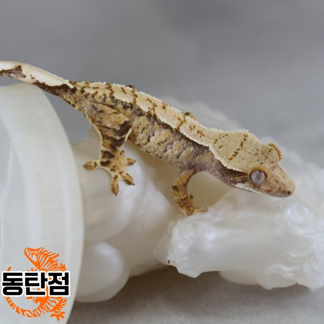 노멀 트라이 익스트림할리퀸 텐저린 화이트스팟