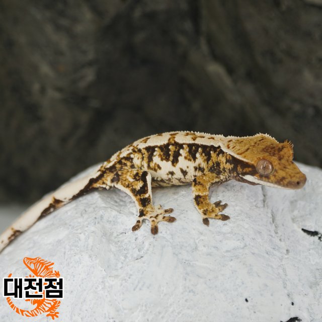 Normal Tri White Crown White Porthole White Spot Extreme Harlequin