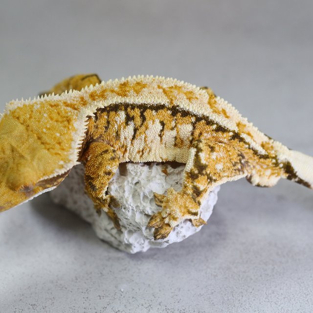 Extreme Harlequin Normal Tangerine Tri