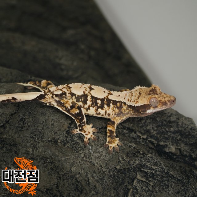 Normal Tri White Crown White Porthole Extreme Harlequin