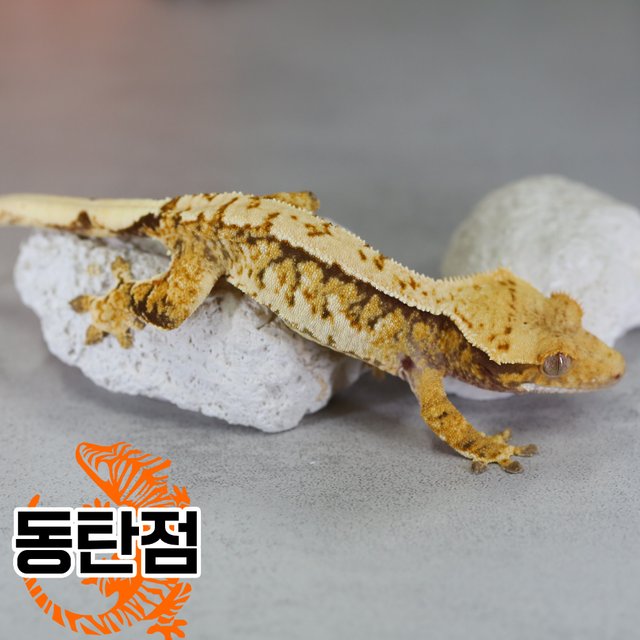 Extreme Harlequin Harlequin Tangerine Tri Normal