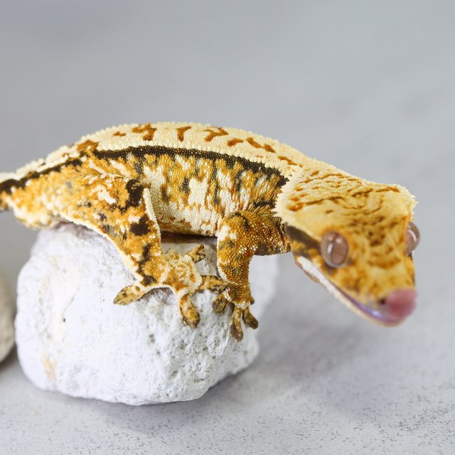 Tangerine Extreme Harlequin Tri Normal