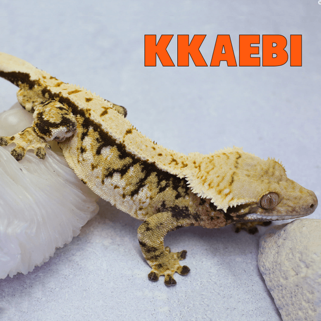 Normal Tri White Porthole Extreme Harlequin White Spot Tangerine