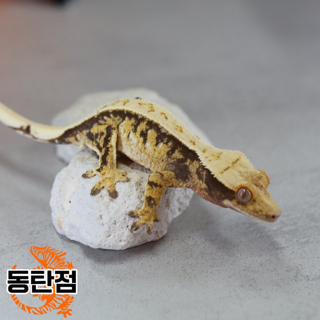 노멀 트라이 익스트림할리퀸 텐저린