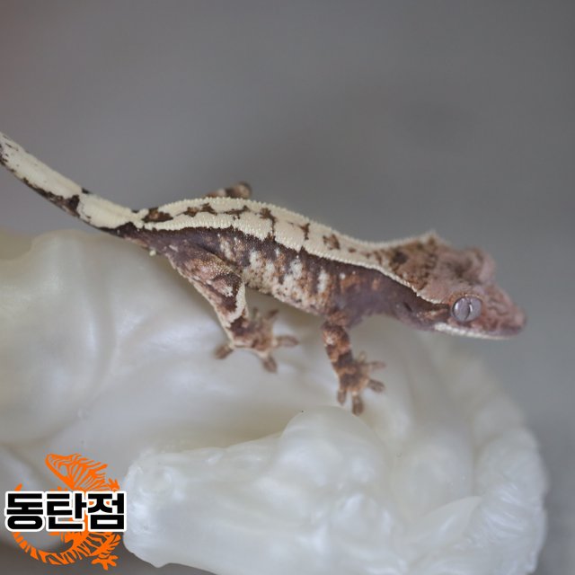 Tri Sable Extreme Harlequin Drippy White Spot