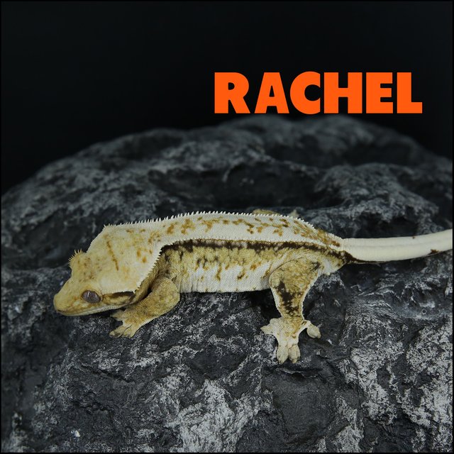 트라이 화이트스팟 드리피