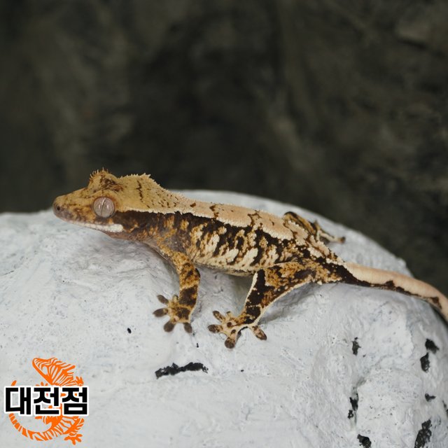 Tri Extreme Harlequin White Crown White Porthole White Spot