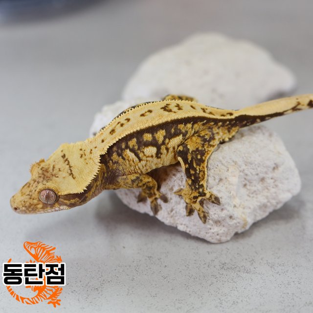 Tri Normal Extreme Harlequin Tangerine