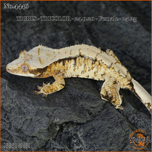 Tri Extreme Harlequin White Spot