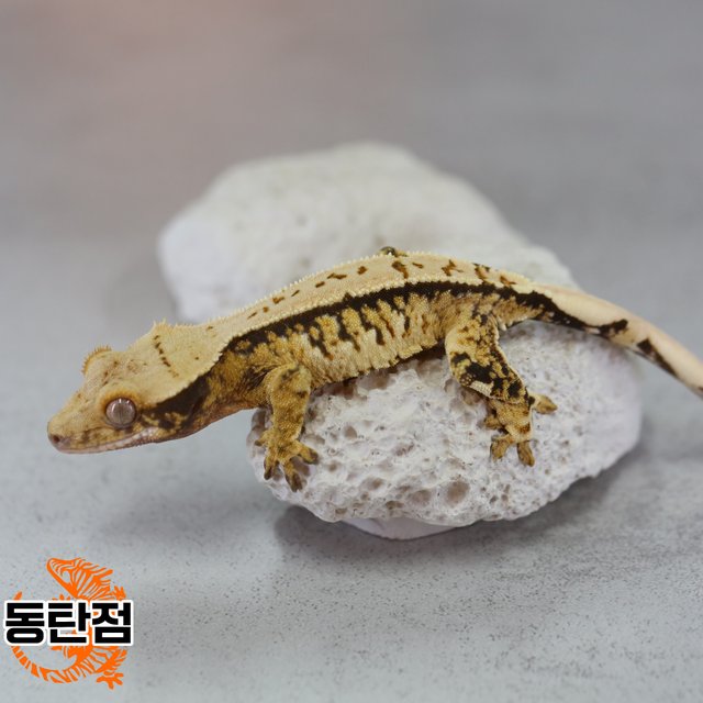 트라이 노멀 익스트림할리퀸 텐저린