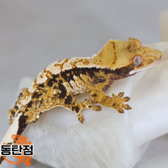 Normal Tri Extreme Harlequin Tangerine