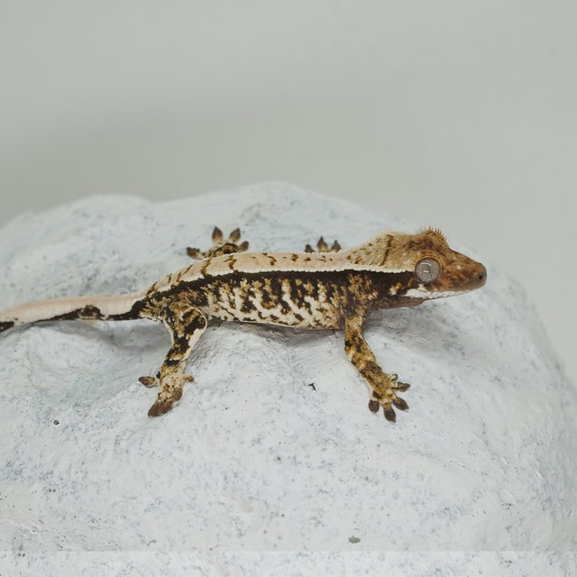 White Porthole White Crown Extreme Harlequin White Spot Normal Tri