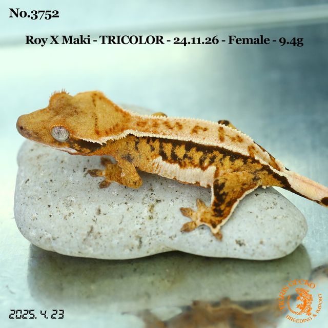 핀스트라이프 트라이 익스트림할리퀸 텐저린