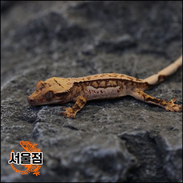 트라이 익스트림할리퀸 핀스트라이프