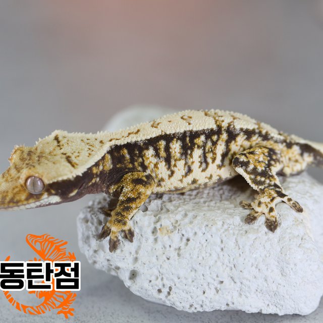 노멀 트라이 화이트포트홀 익스트림할리퀸 텐저린