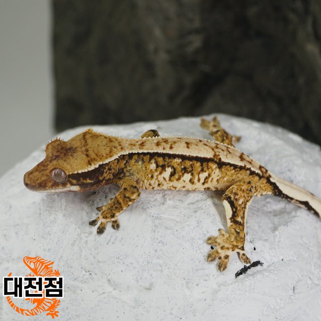 Tri Normal Pinstripe Quad Full Pinstripe