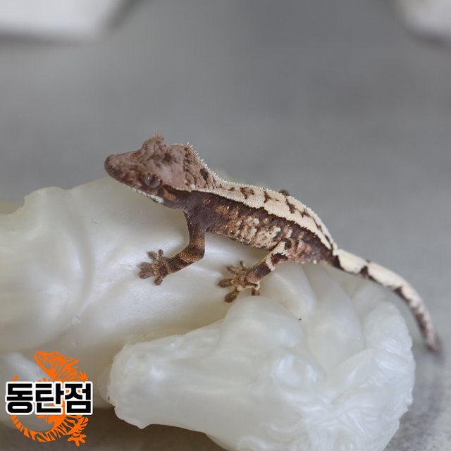 세이블 트라이 익스트림할리퀸 드리피 화이트스팟