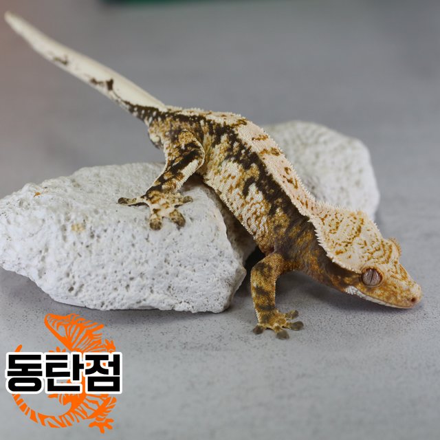 트라이 노멀 익스트림할리퀸 할리퀸 텐저린