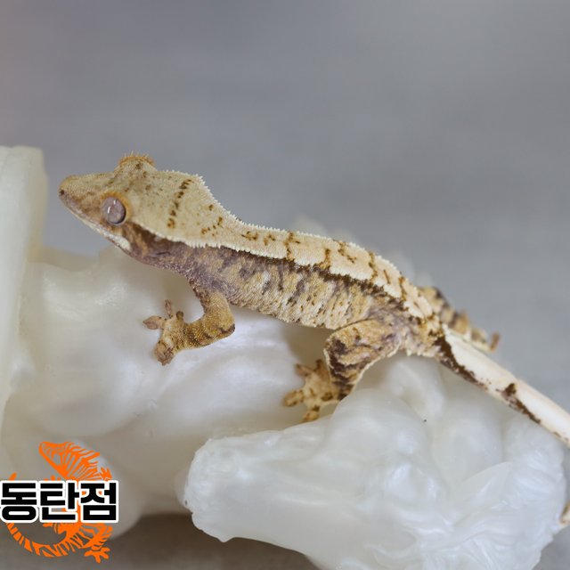 노멀 트라이 익스트림할리퀸 텐저린 화이트스팟