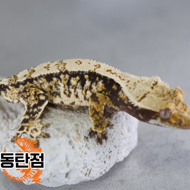 노멀 트라이 화이트포트홀 익스트림할리퀸 텐저린