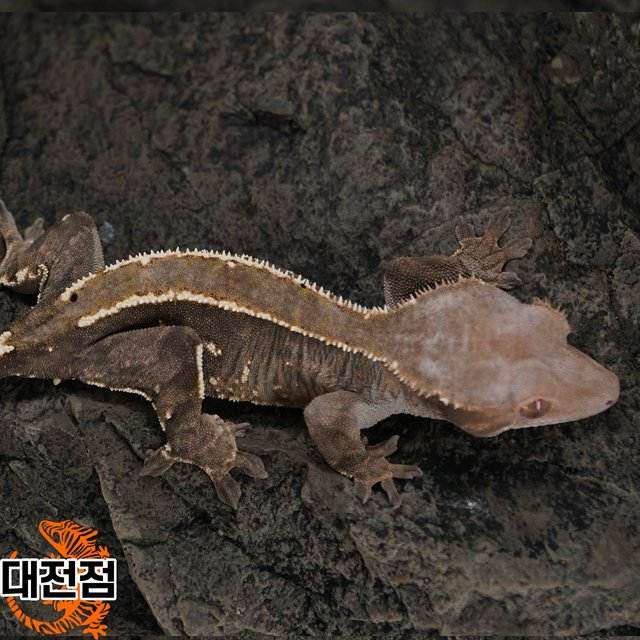 카푸치노 트라이