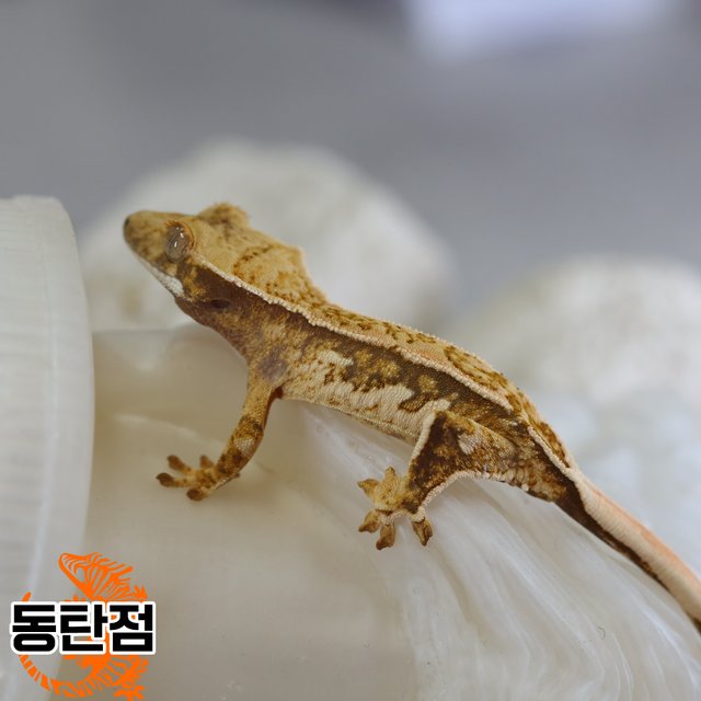 노멀 트라이 익스트림할리퀸 텐저린