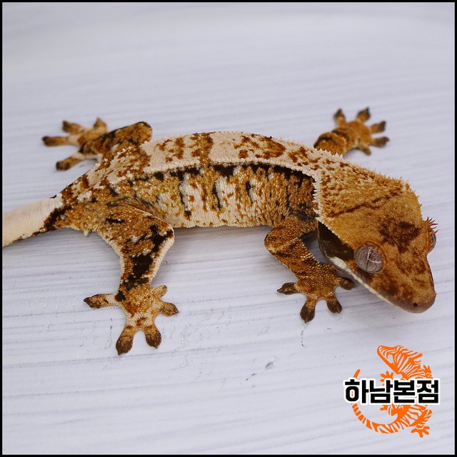 Tangerine Drippy White Spot Tri Extreme Harlequin