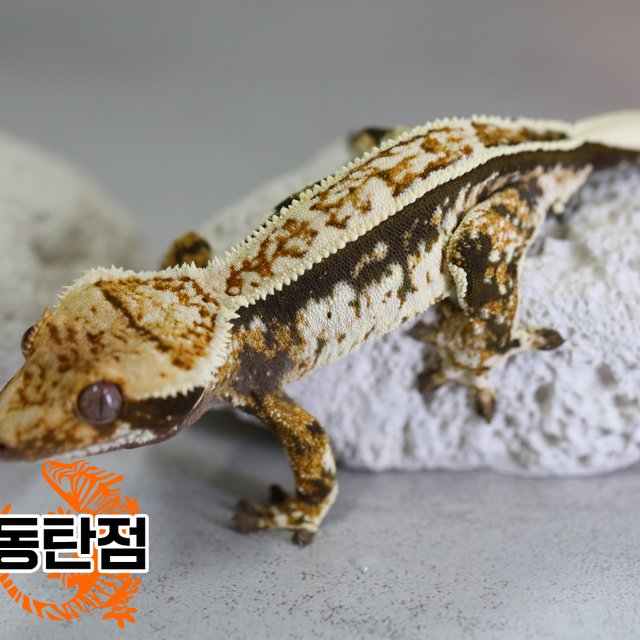 노멀 트라이 핀스트라이프 텐저린