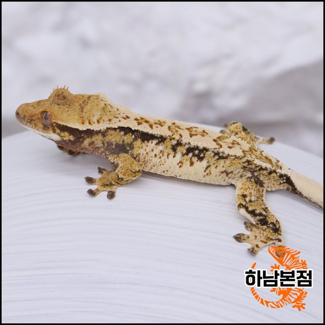 Tri Drippy White Spot Quad White Crown