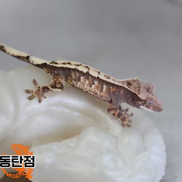 세이블 트라이 익스트림할리퀸 드리피 화이트스팟