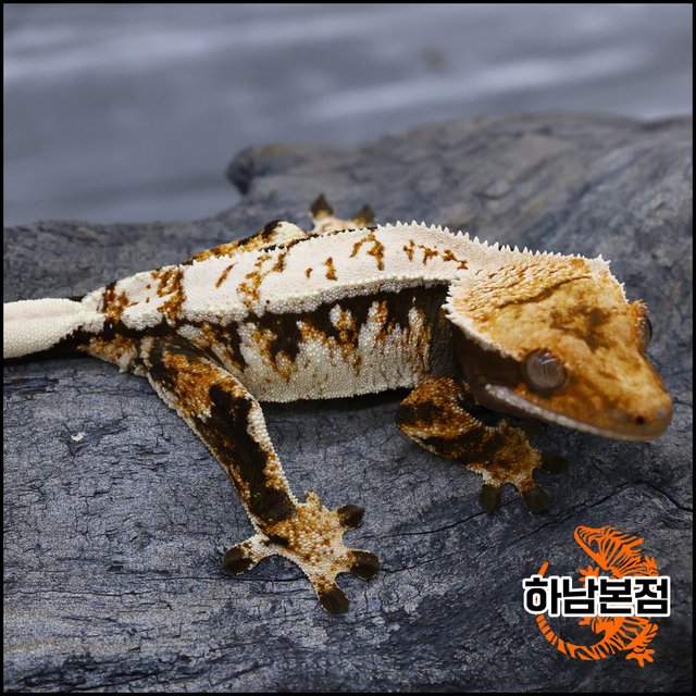 Tri Tangerine Drippy White Spot