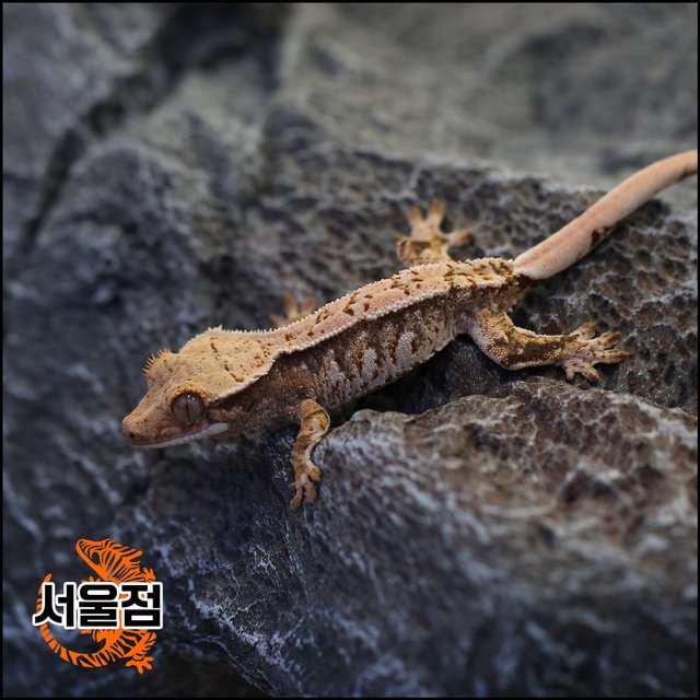 트라이 익스트림할리퀸 화이트스팟