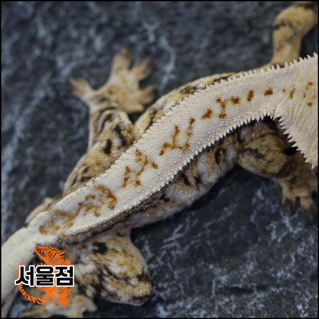 트라이 익스트림할리퀸 핀스트라이프